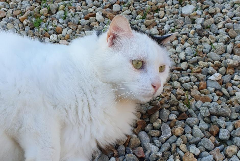 Fundmeldung Katze rassenmischung  Unbekannt Brie Frankreich