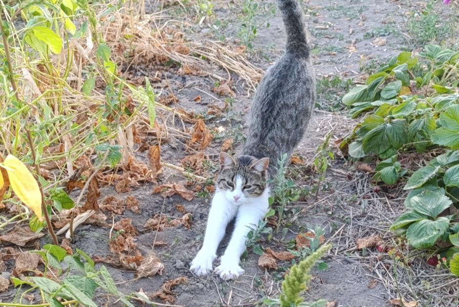 Avviso scomparsa Gatto Femmina , 1 anni Passirac Francia