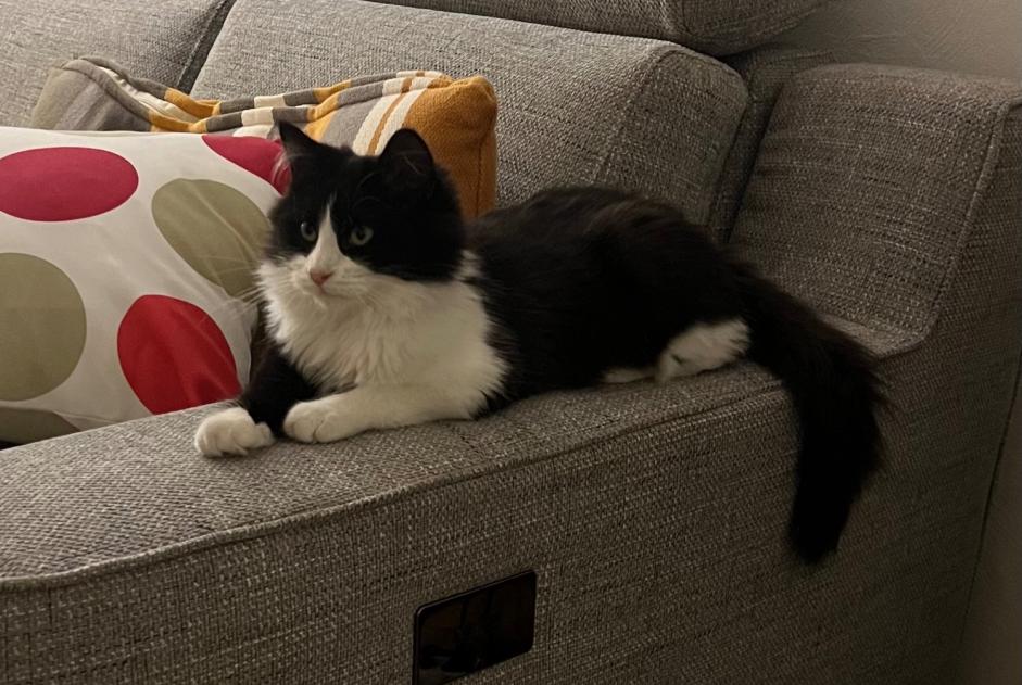 Alerta desaparecimento Gato Macho , 1 anos Angoulême France